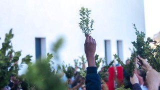 Dimanche des Rameaux et de la Passion du Seigneur