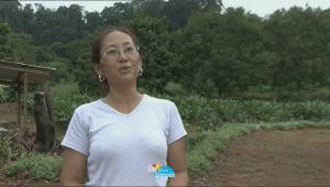 L'immigration des Hmongs : une intégration réussie en Guyane