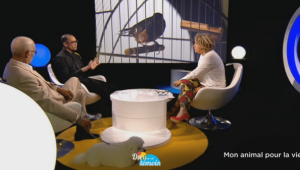 Les ultramarins et les animaux domestiques