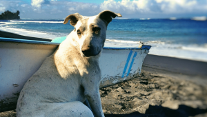 Les ultramarins et les animaux domestiques-Teaser