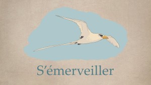 S'émerveiller (Replay)
