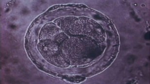 L'embryon dans tous ses états - Enquête chez les chercheurs