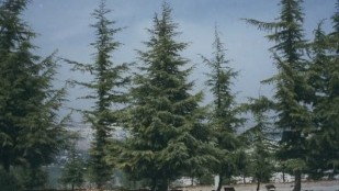 Yad Vashem : mémorial de la Shoah et des Justes