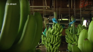 La culture de la banane en Martinique