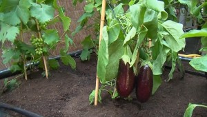 Jardin de justice et de paix : Le potager tropical du père de l'Epine